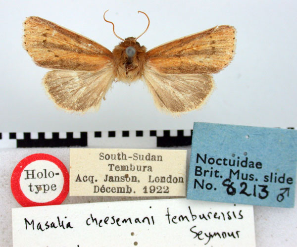 /filer/webapps/moths/media/images/T/tamburensis_Masalia_HT_BMNH.jpg