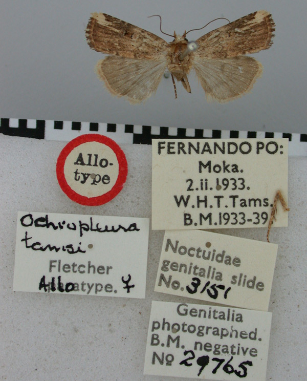 /filer/webapps/moths/media/images/T/tamsi_Ochropleura_AT_BMNH.jpg