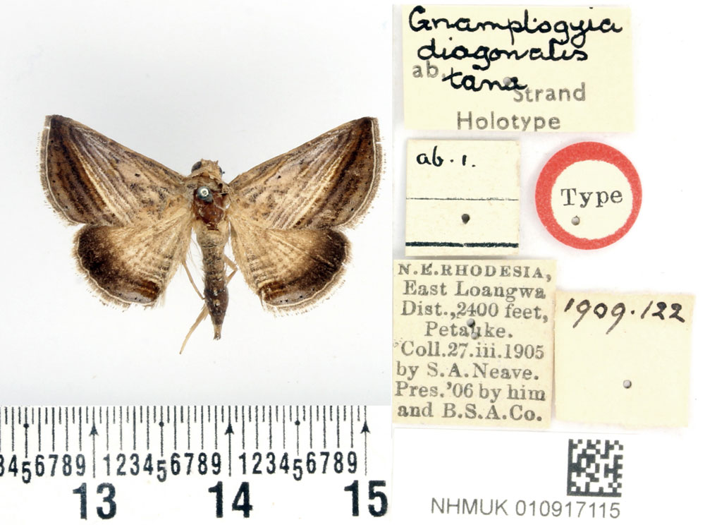 /filer/webapps/moths/media/images/T/tana_Gnamptogyia_HT_BMNH.jpg