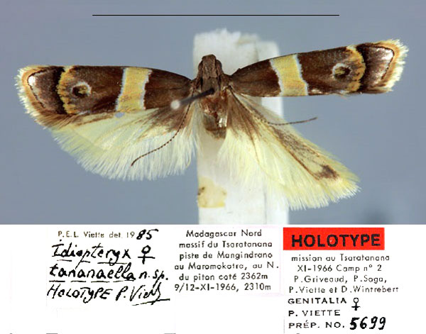 /filer/webapps/moths/media/images/T/tananaella_Idiopteryx_HT_MNHN.jpg