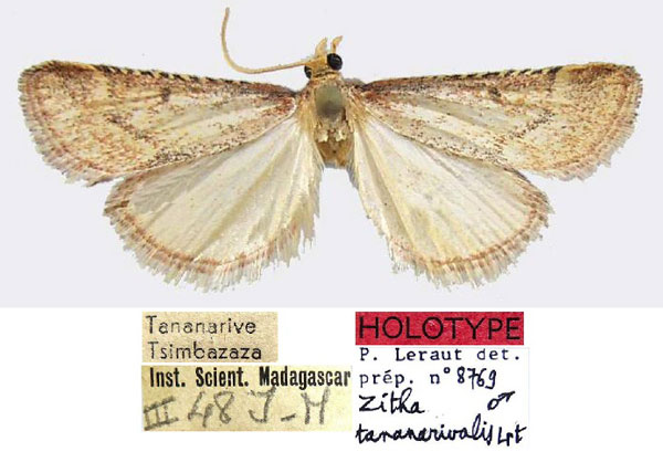 /filer/webapps/moths/media/images/T/tananarivalis_Zitha_HT_MNHN.jpg