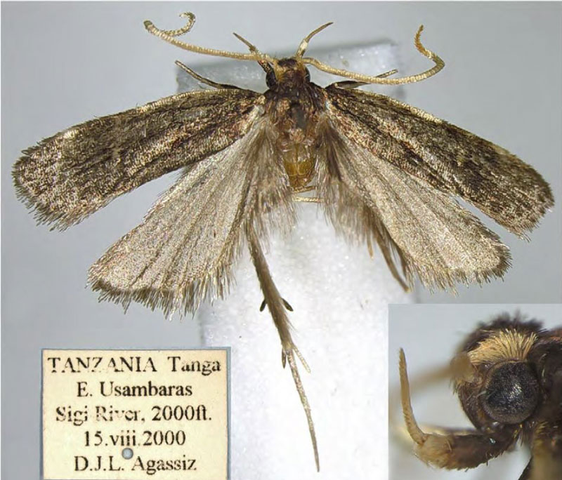 /filer/webapps/moths/media/images/T/tangaensis_Protolychnis_HT_BMNH.jpg