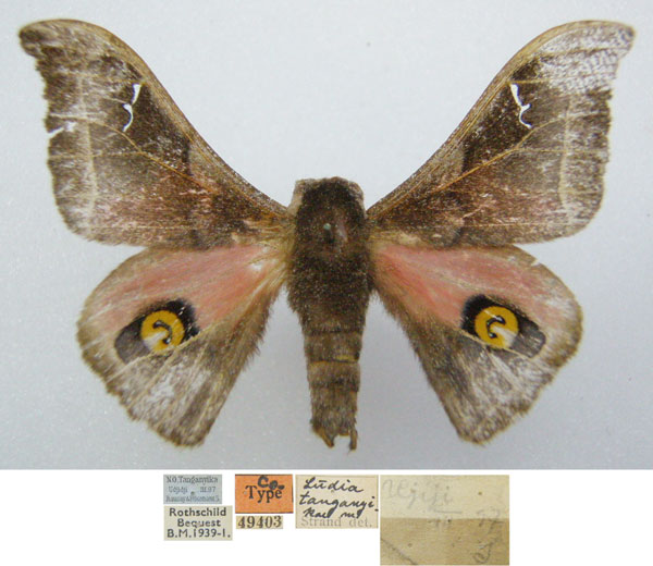 /filer/webapps/moths/media/images/T/tanganyikae_Ludia_STM_NHMUKa.jpg