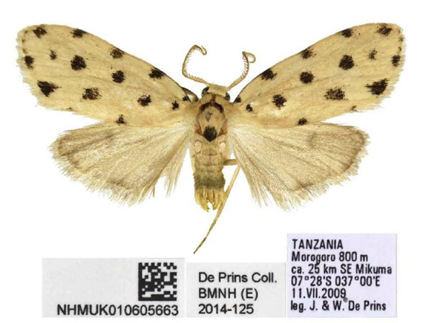 /filer/webapps/moths/media/images/T/tanzaniae_Siccia_HT_BMNH.jpg