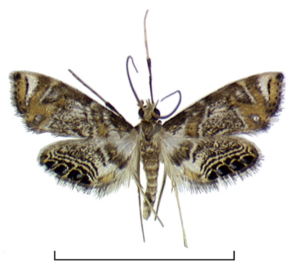 /filer/webapps/moths/media/images/T/tanzanica_Eoophyla_HT_BMNH.jpg