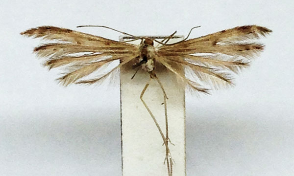 /filer/webapps/moths/media/images/T/tanzanicus_Pselnophorus_HT_BMNH.jpg