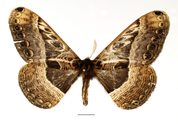 /filer/webapps/moths/media/images/T/tanzaniensis_Dactyloceras_AM_Basquin.jpg