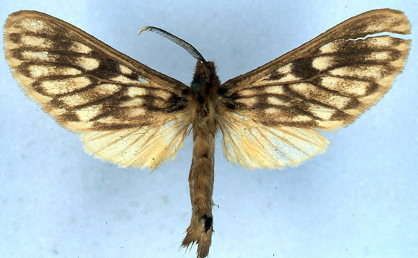 /filer/webapps/moths/media/images/T/taymansi_Hippurarctia_HT_BMNH_01.jpg