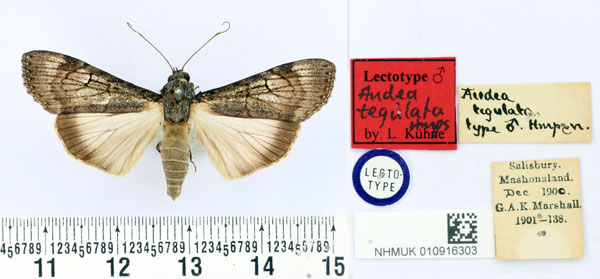 /filer/webapps/moths/media/images/T/tegulata_Audea_LT_BMNH.jpg