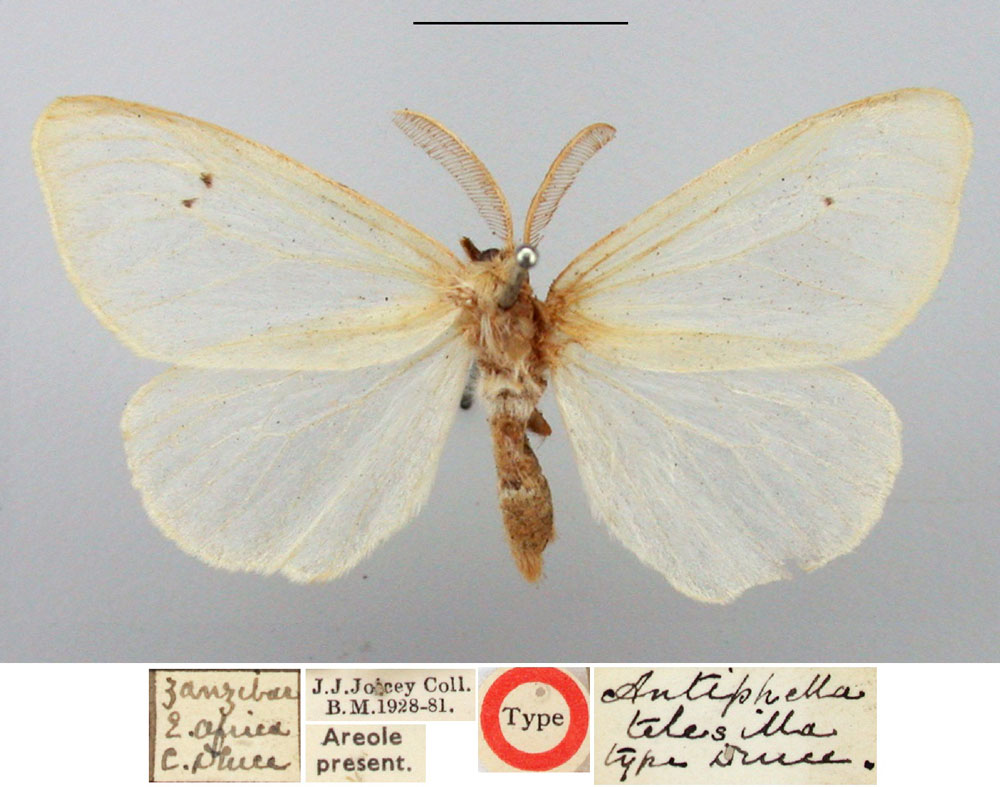/filer/webapps/moths/media/images/T/telesilla_Antiphella_HT_BMNH.jpg