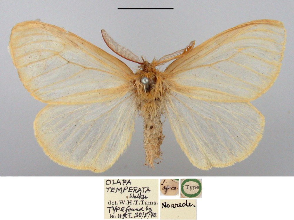 /filer/webapps/moths/media/images/T/temperata_Olapa_HT_BMNH.jpg