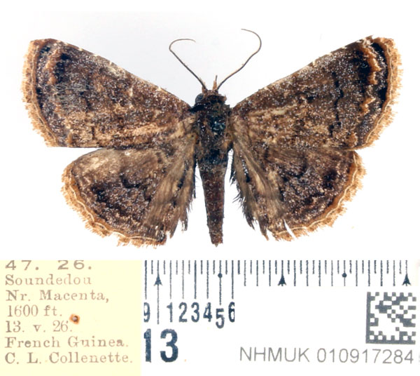 /filer/webapps/moths/media/images/T/tenebrosa_Eutermina_AM_BMNH.jpg