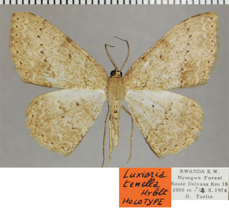 /filer/webapps/moths/media/images/T/tenella_Luxiaria_HT_ZSMa.jpg