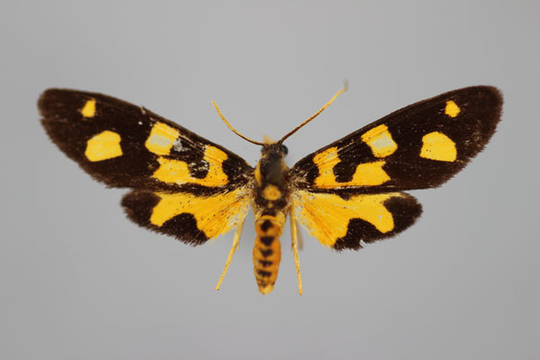 /filer/webapps/moths/media/images/T/tenera_Maculonaclia_A_BMNH.jpg