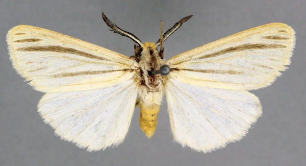 /filer/webapps/moths/media/images/T/tenuifasciata_Acantharctia_AM_BMNH.jpg