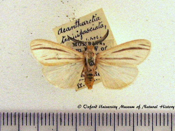 /filer/webapps/moths/media/images/T/tenuifasciata_Acantharctia_A_OUMNH.jpg