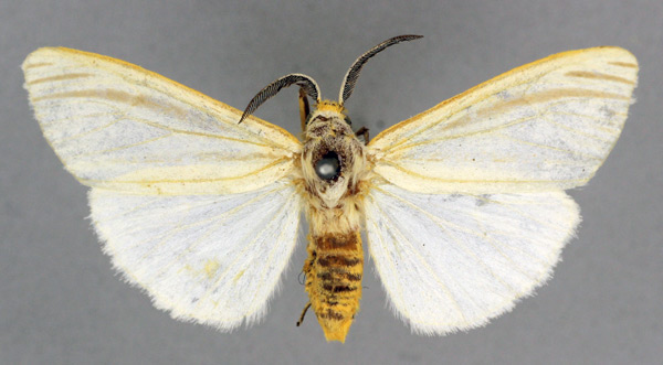 /filer/webapps/moths/media/images/T/tenuifasciata_Acantharctia_HT_BMNH.jpg