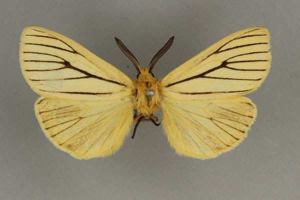 /filer/webapps/moths/media/images/T/tenuistrigata_Estigmene_ST_BMNH.jpg