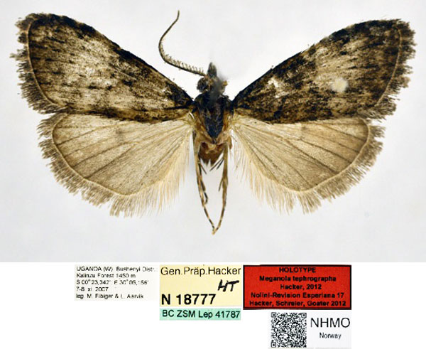 /filer/webapps/moths/media/images/T/tephrographa_Meganola_HT_NHMO.jpg