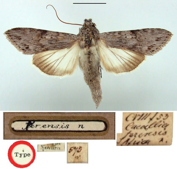 /filer/webapps/moths/media/images/T/terensis_Cucullia_HT_BMNH.jpg