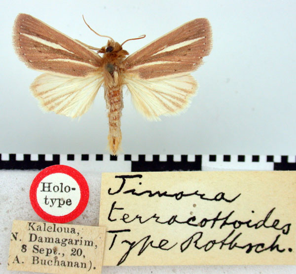 /filer/webapps/moths/media/images/T/terracottoides_Timora_HT_BMNH.jpg