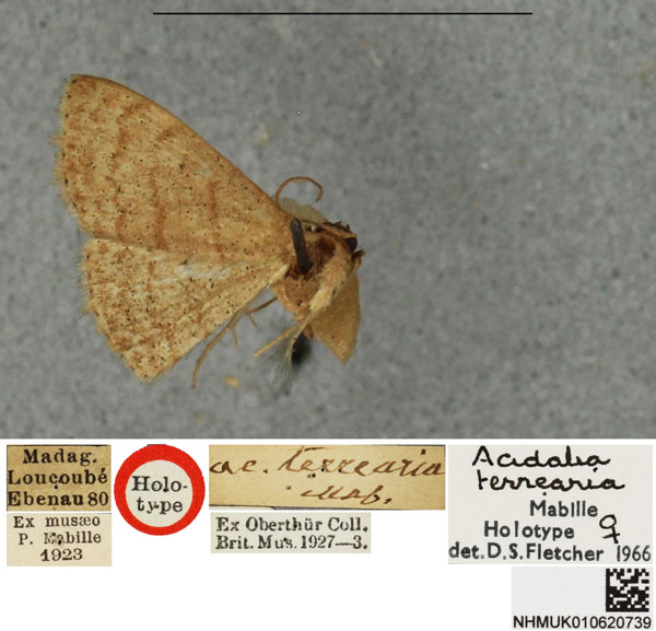 /filer/webapps/moths/media/images/T/terrearia_Scopula_HT_BMNH.jpg