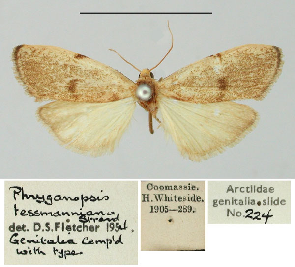 /filer/webapps/moths/media/images/T/tessmanniana_Phryganopsis_AM_BMNH.jpg