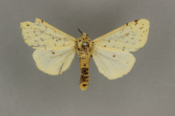 /filer/webapps/moths/media/images/T/testacea_Eyralpenus_ST_BMNH.jpg
