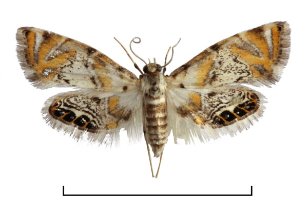 /filer/webapps/moths/media/images/T/tetropalis_Eoophyla_AF_BMNH.jpg