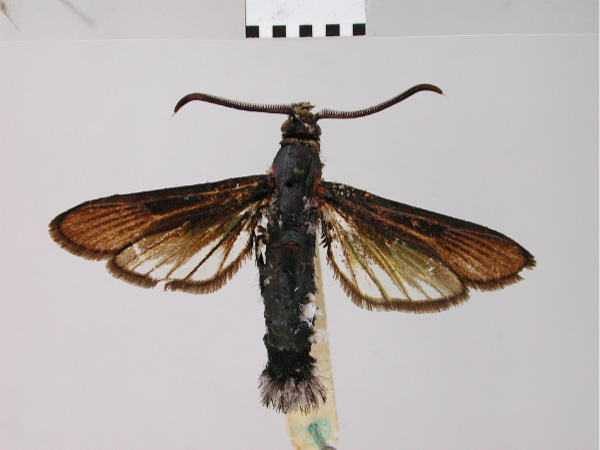 /filer/webapps/moths/media/images/T/thalassina_Paranthrene_STM_BMNH.jpg