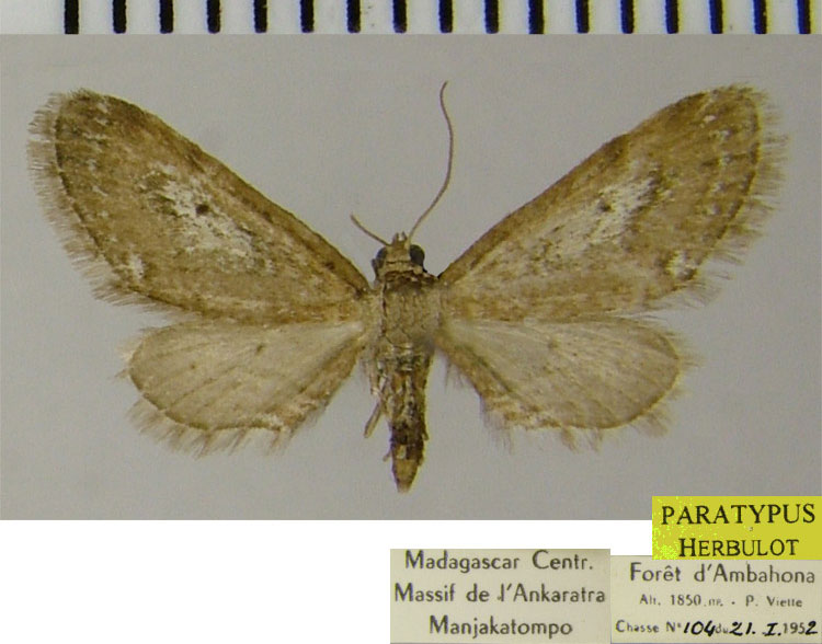 /filer/webapps/moths/media/images/T/theobromina_Eupithecia_PTF_ZSM.jpg