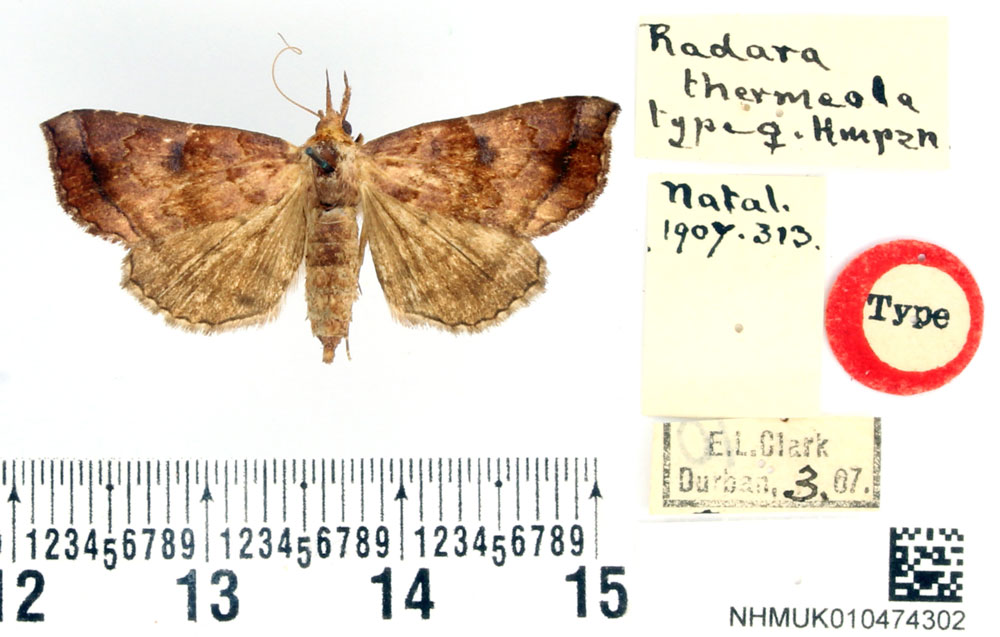 /filer/webapps/moths/media/images/T/thermeola_Radara_HT_BMNH.jpg