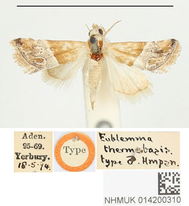 /filer/webapps/moths/media/images/T/thermobasis_Eublemma_ST_BMNH.jpg