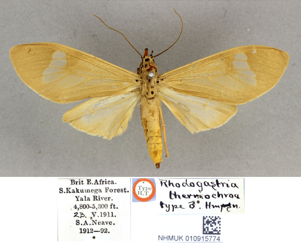 /filer/webapps/moths/media/images/T/thermochroa_Amerila_HT_BMNH.jpg