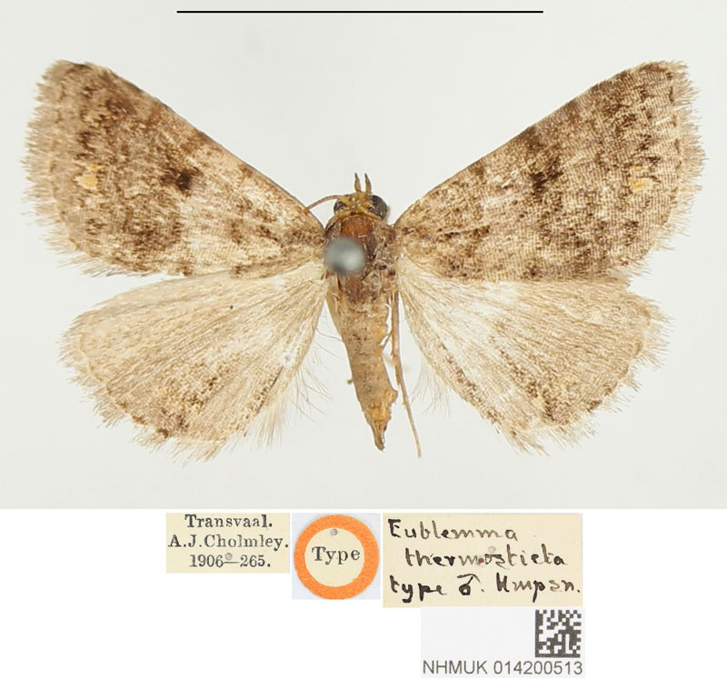 /filer/webapps/moths/media/images/T/thermosticta_Eublemma_HT_BMNH.jpg