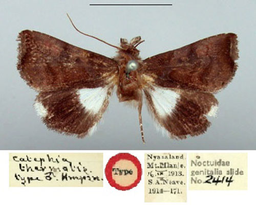/filer/webapps/moths/media/images/T/thermotis_Catephia_HT_BMNH.jpg