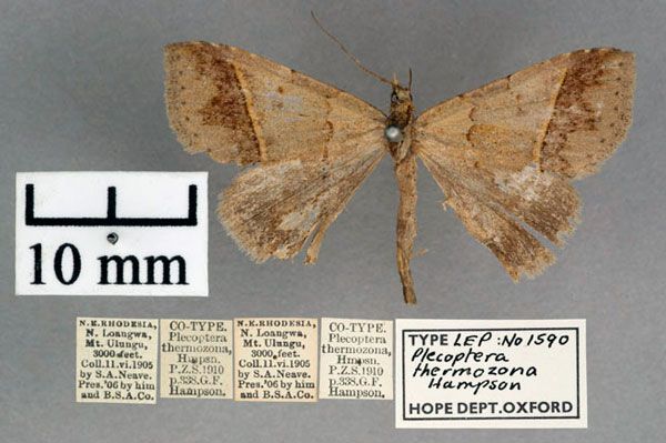 /filer/webapps/moths/media/images/T/thermozona_Plecoptera_PT_OUMNH_01.jpg