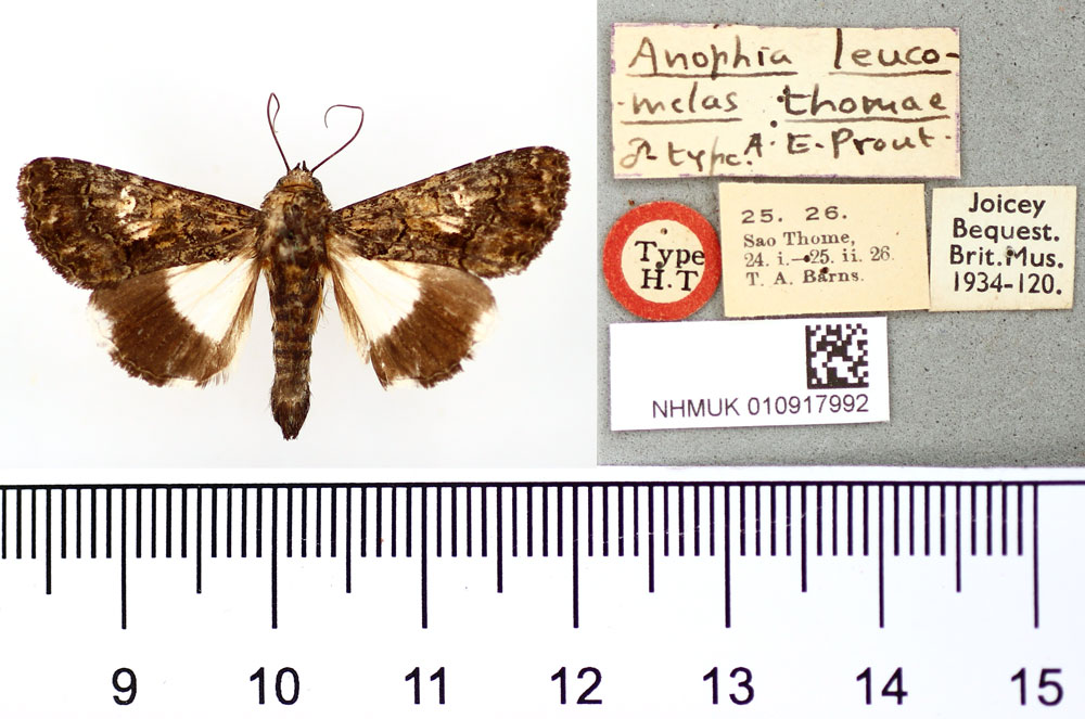 /filer/webapps/moths/media/images/T/thomae_Anophia_HT_BMNH.jpg