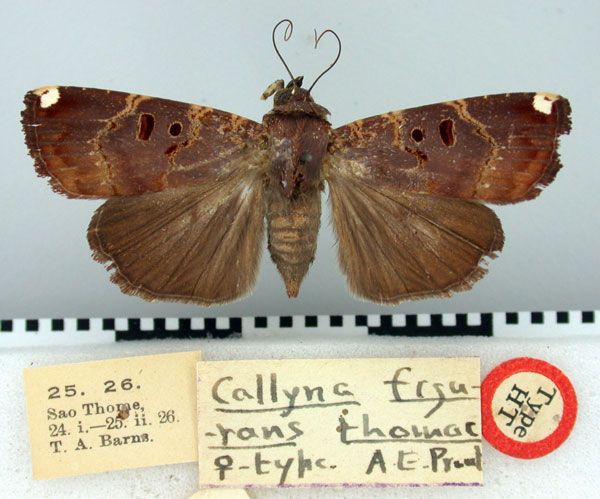 /filer/webapps/moths/media/images/T/thomae_Callyna_HT_BMNH.jpg