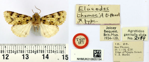 /filer/webapps/moths/media/images/T/thomae_Elaeodes_HT_BMNH.jpg