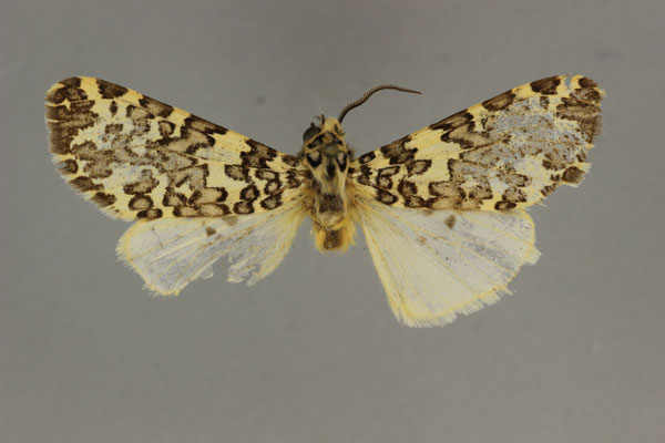 /filer/webapps/moths/media/images/T/thomasi_Alpenus_HT_BMNH.jpg