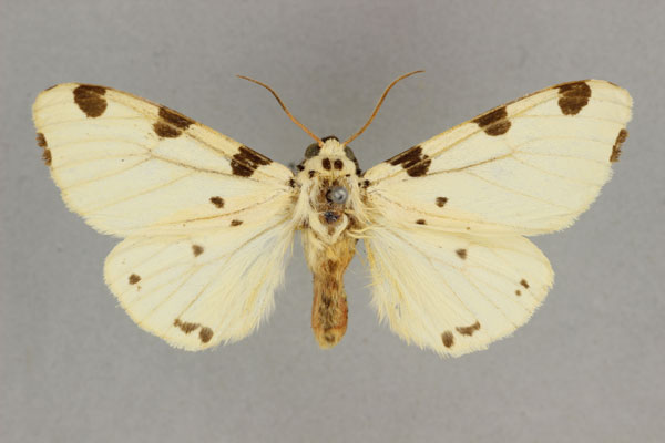 /filer/webapps/moths/media/images/T/thomensis_Disparctia_ST_BMNH.jpg