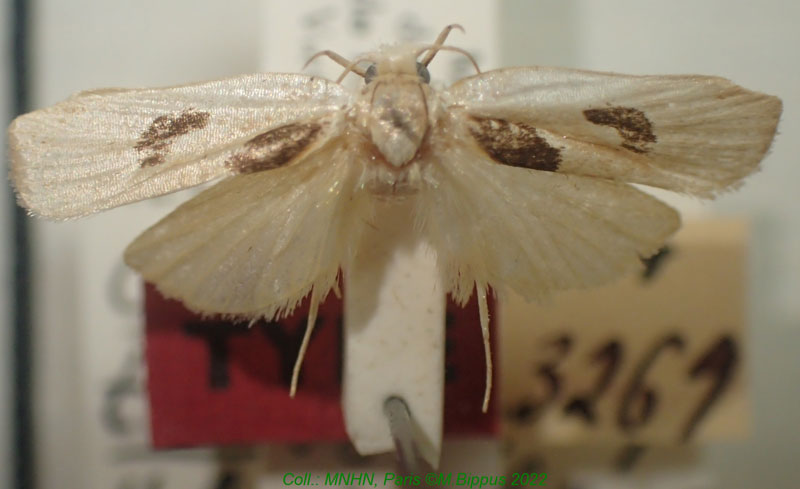 /filer/webapps/moths/media/images/T/tinactella_Odites_HT_MNHN.jpg