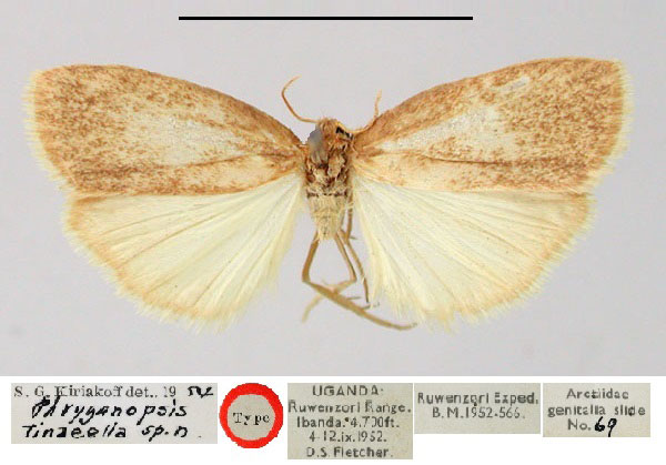/filer/webapps/moths/media/images/T/tinaeella_Phryganopsis_HT_BMNH.jpg