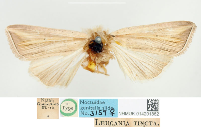/filer/webapps/moths/media/images/T/tincta_Leucania_HT_BMNH.jpg