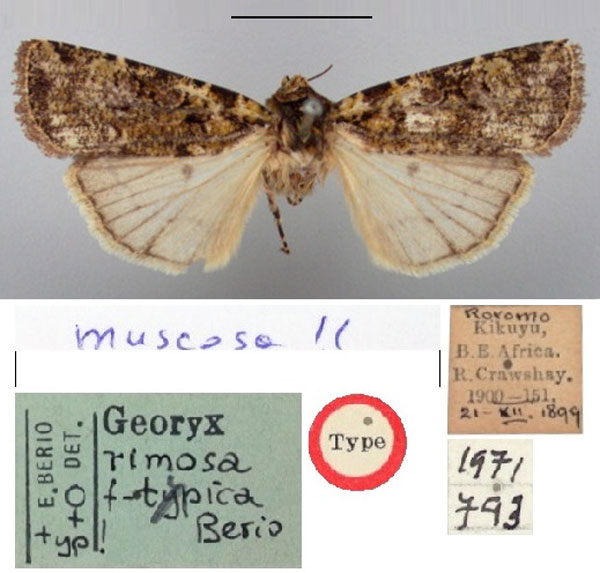 /filer/webapps/moths/media/images/T/tipica_Georyx_HT_BMNH.jpg