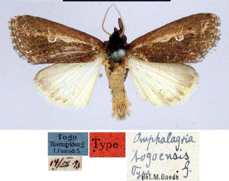 /filer/webapps/moths/media/images/T/togoensis_Omphalagria_HT_MfN.jpg