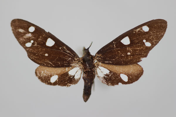 /filer/webapps/moths/media/images/T/tollini_Thyrosticta_A_BMNH.jpg