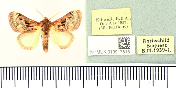 /filer/webapps/moths/media/images/T/torniplaga_Scotinochroa_AM_BMNH_01.jpg