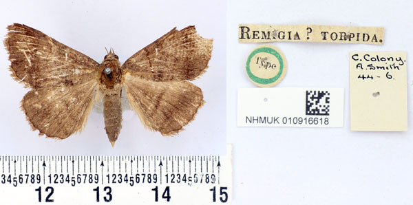 /filer/webapps/moths/media/images/T/torpida_Remigia_HT_BMNH.jpg